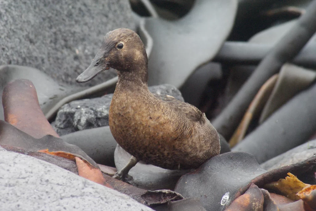 An Auckland Islands Teal seamlessly wades through dense vegetation.