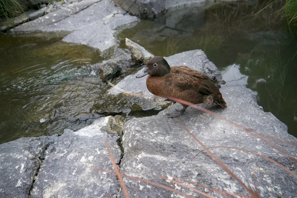 A Campbell Islands Teal rests on a rock near a stream.