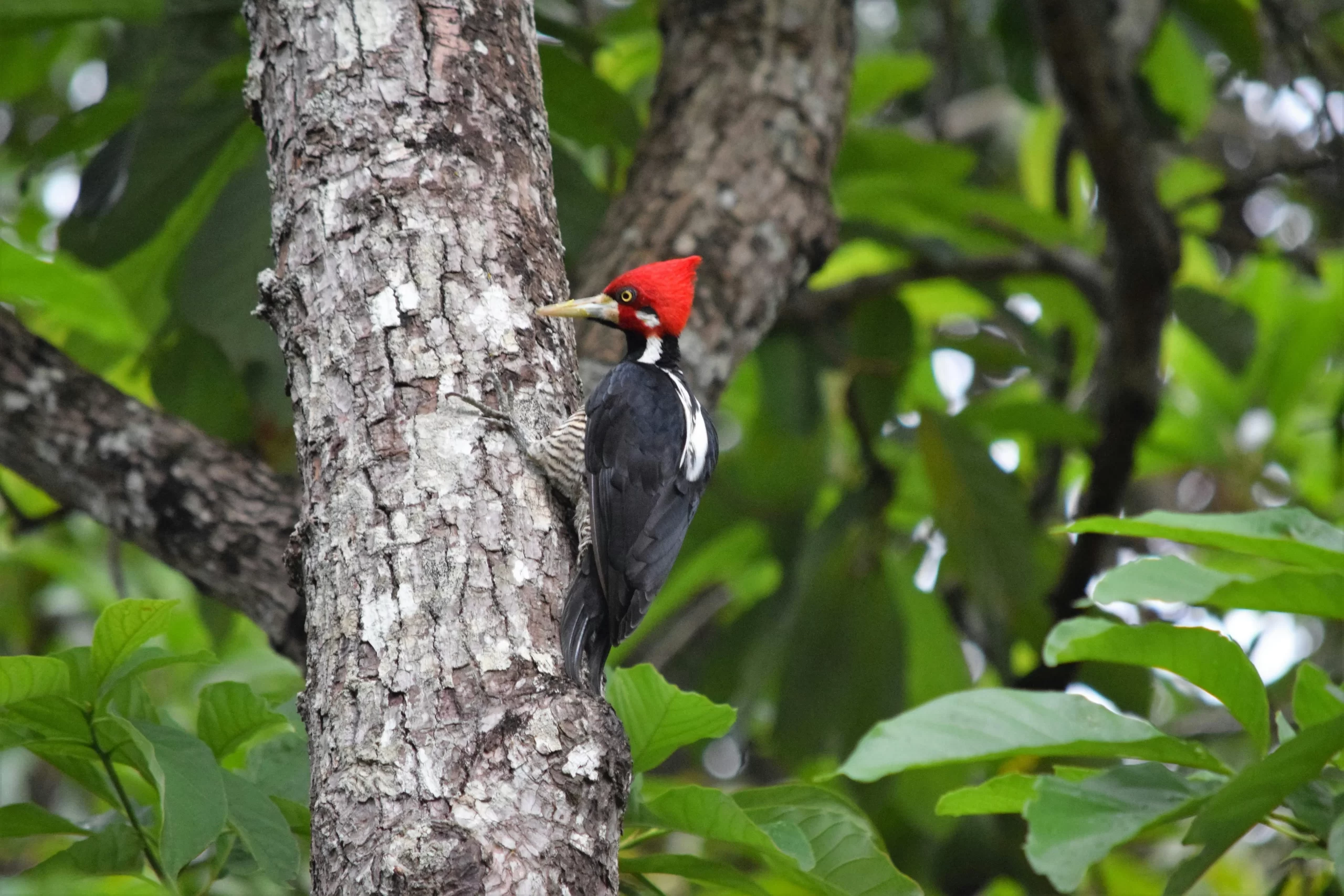 A Pale-billed Woodpecker scales up a tree. Some ask, "Do woodpeckers kill trees?".