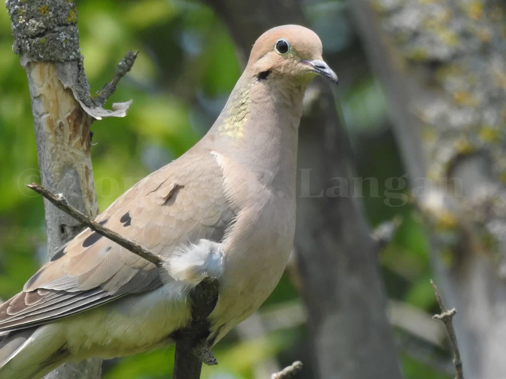 A closeup of a Mourning Dove perched in a tree.