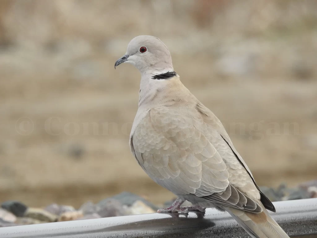 A Eurasian Collared-Dove stands on a railway track.