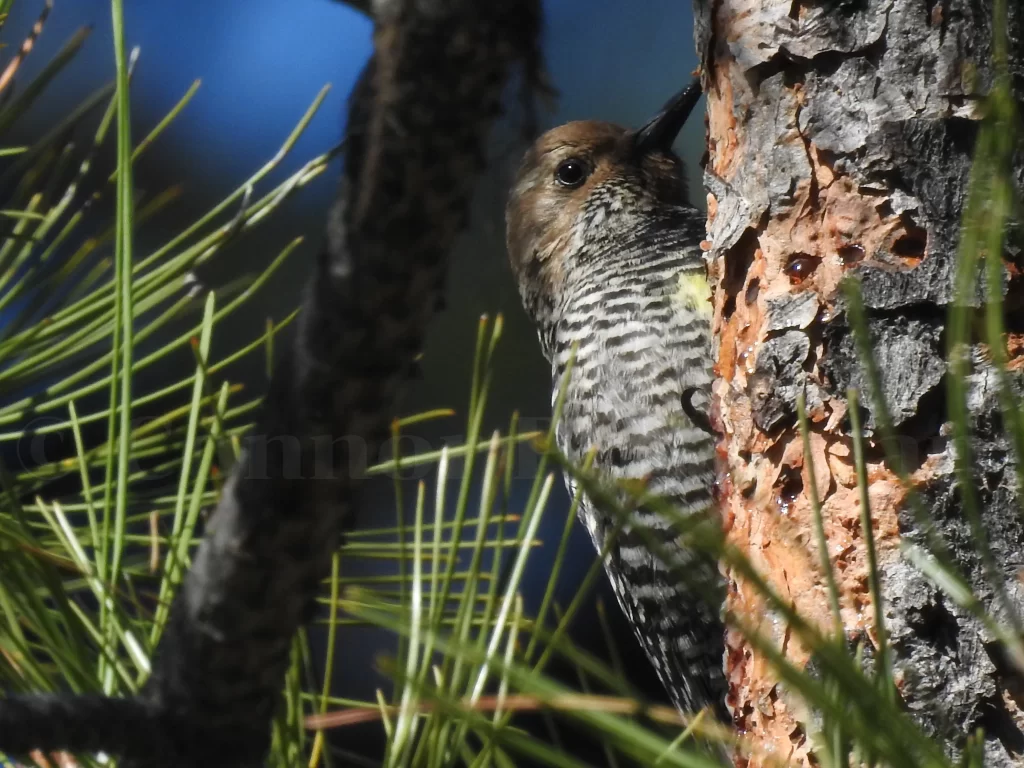 A female Williamson's Sapsucker clings to the side of a Ponderosa pine tree near sap wells.