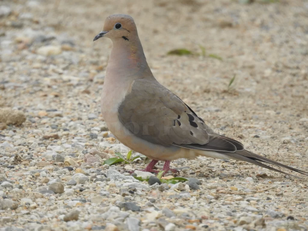 A Mourning Dove stands on a gravel road and looks for food.