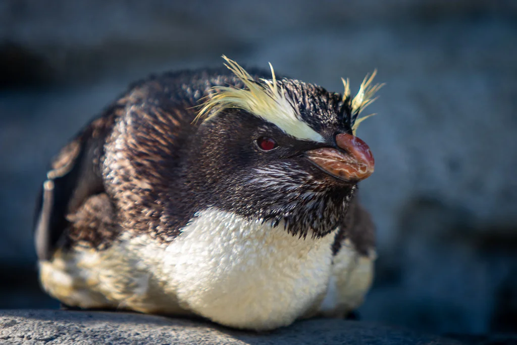 A Fiordland Penguin rests on a rock.