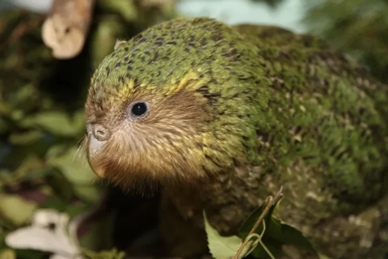 A Kakapo forages on the ground. Image attribution: “Kakapo chick” by Dianne Mason, Department of Conservation is licensed under CC BY 2.0.