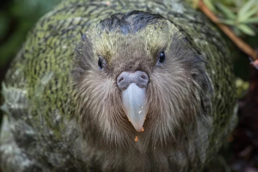 A closeup of a Kakapo after it finished eating a snack.