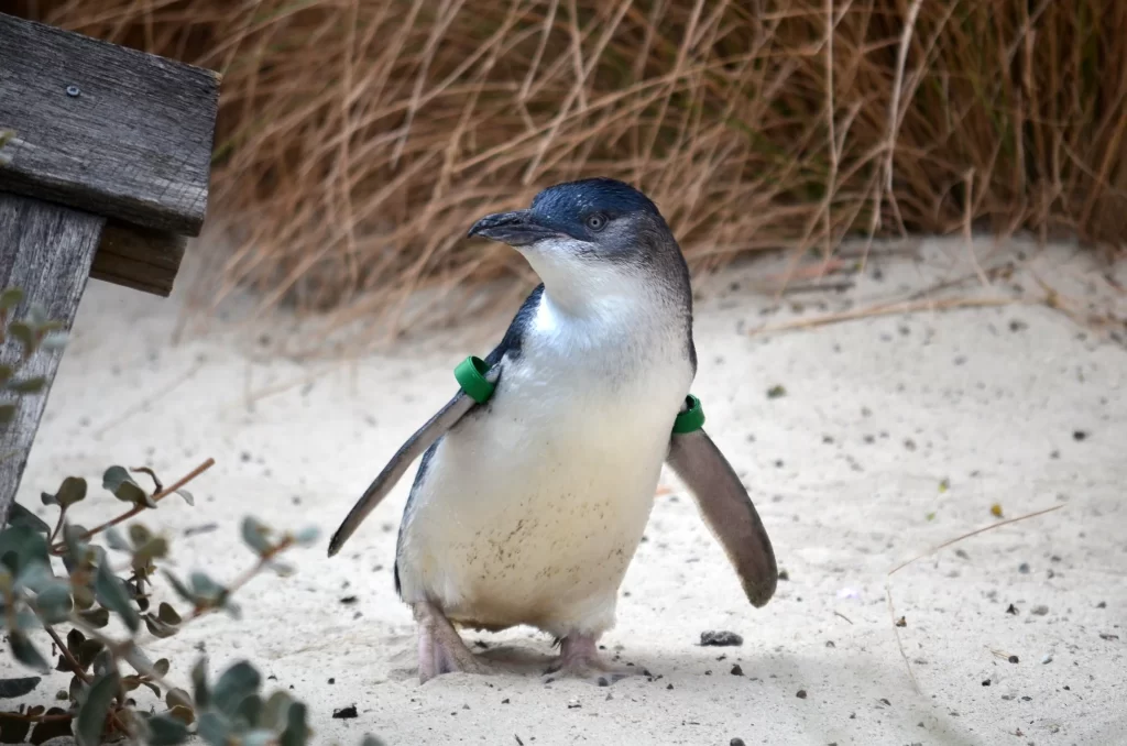 A Little Penguin waddles on a sandy beach.