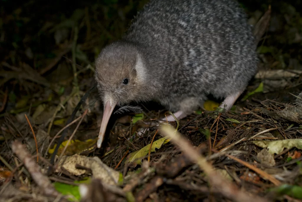 A Little Spotted Kiwi forages at night.