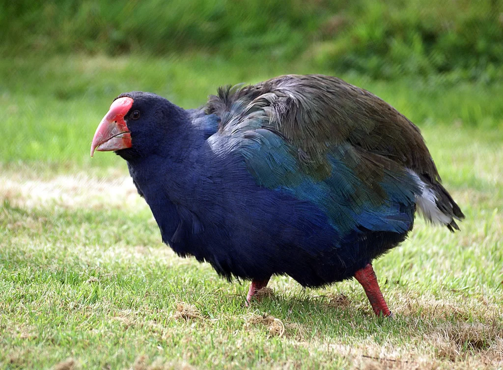 A South Island Takahe roams in an area with short grass.