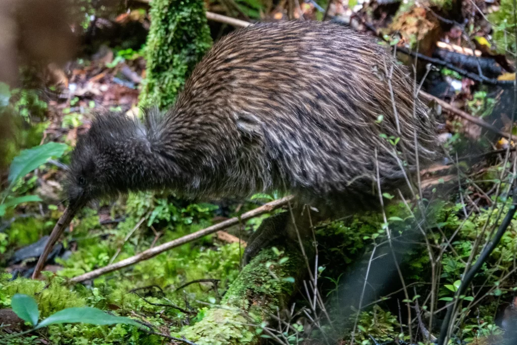 A Southern Brown Kiwi clammers over logs to forage.