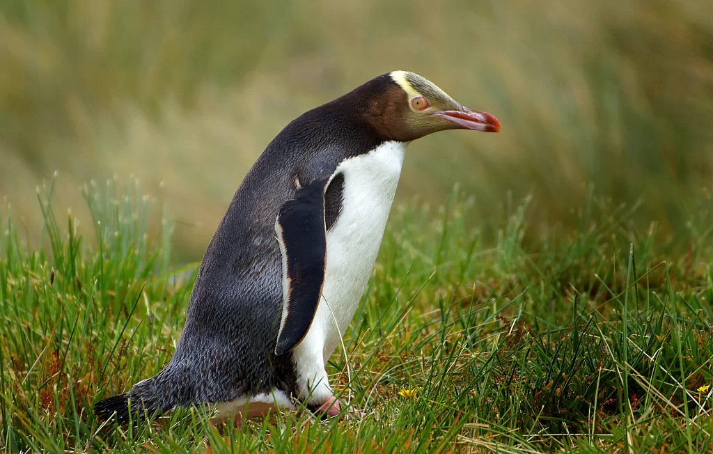 A Yellow-eyed Penguin looks alert as it stands on a patch of grass.