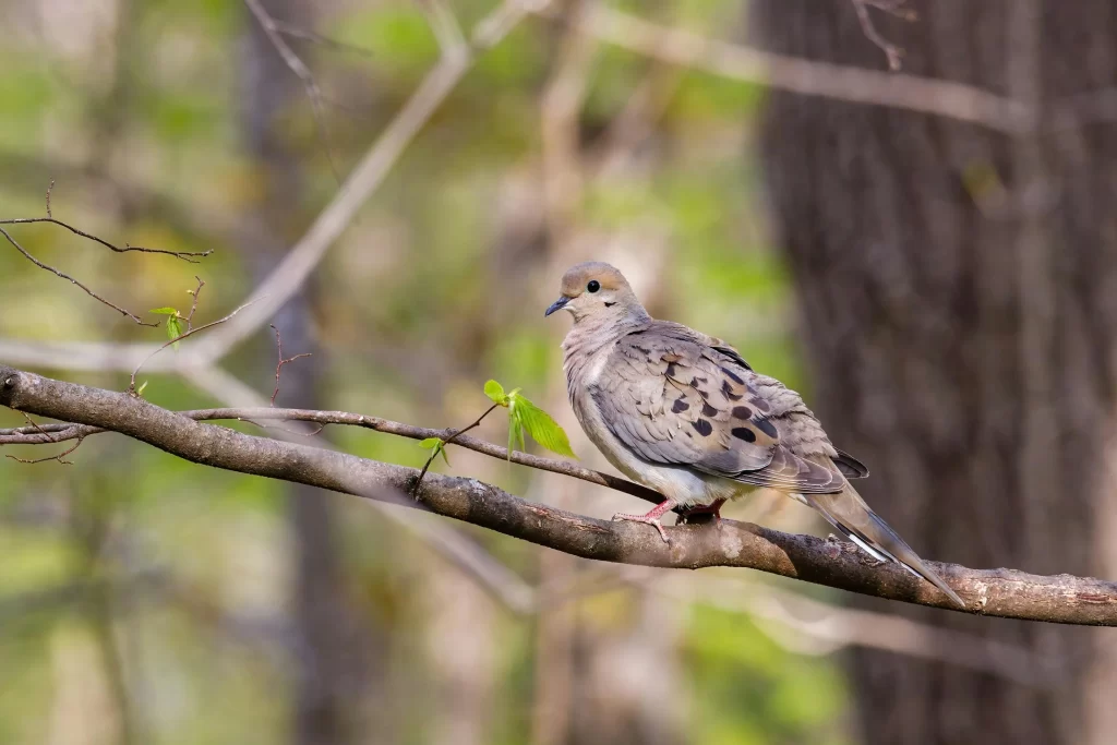 A Mourning Dove perches on a low branch in a tree.