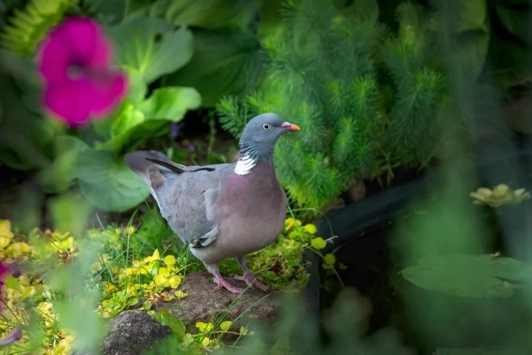 Common Wood-Pigeons are one of 5 common types of doves UK.