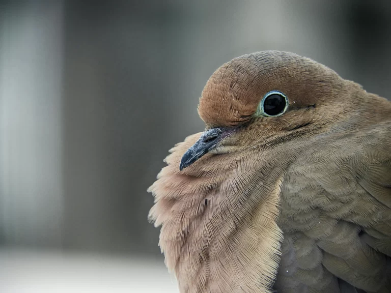 Why don't I hear Mourning Doves anymore? Well, this could be due to many reasons. Here, we see a closeup of a Mourning Dove's face and chest.