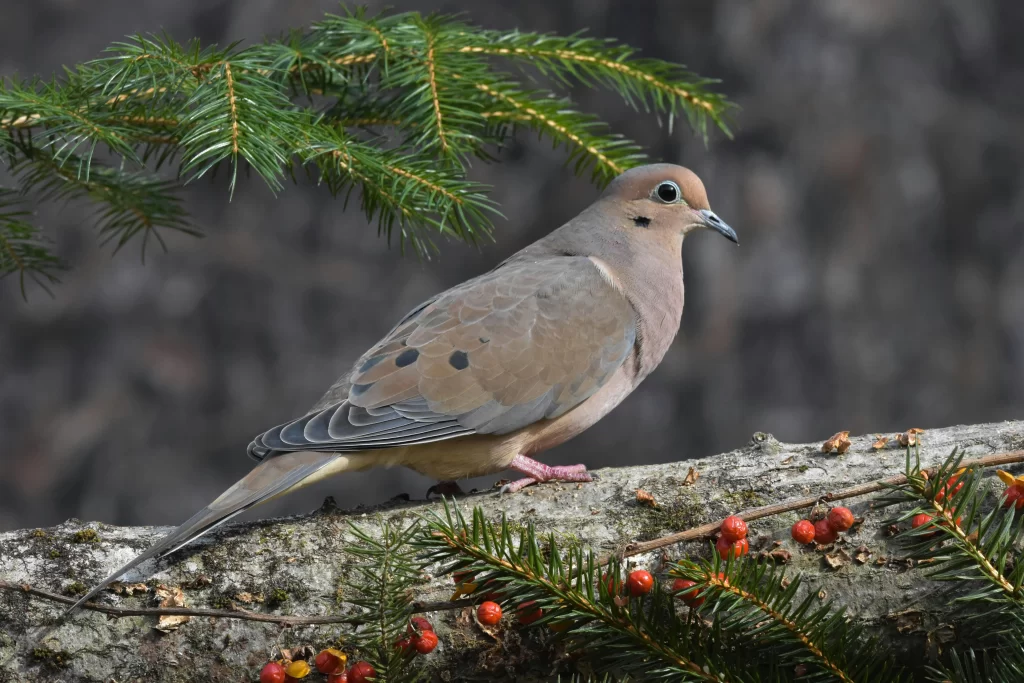 A Mourning Dove stands on a branch in a coniferous tree.