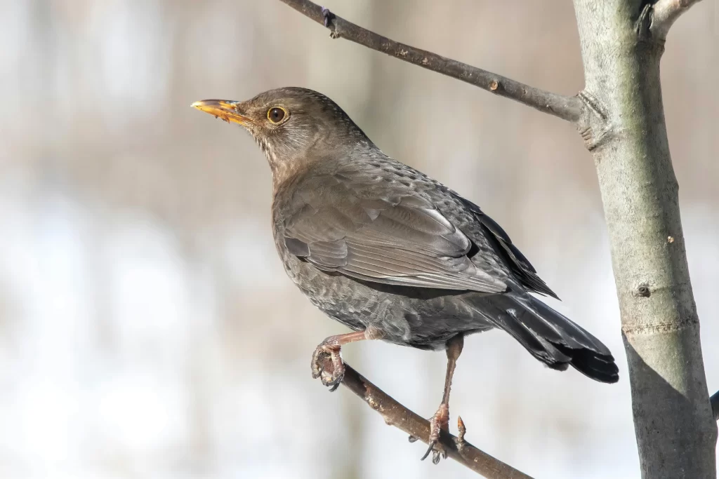 A female Eurasian Blackbird clings to a branch in a barren tree.