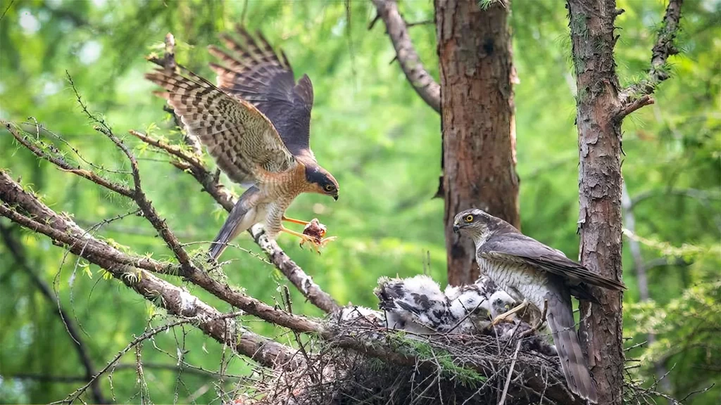 A male sparrowhawk delivers food to a nest with two fledglings and his mate.