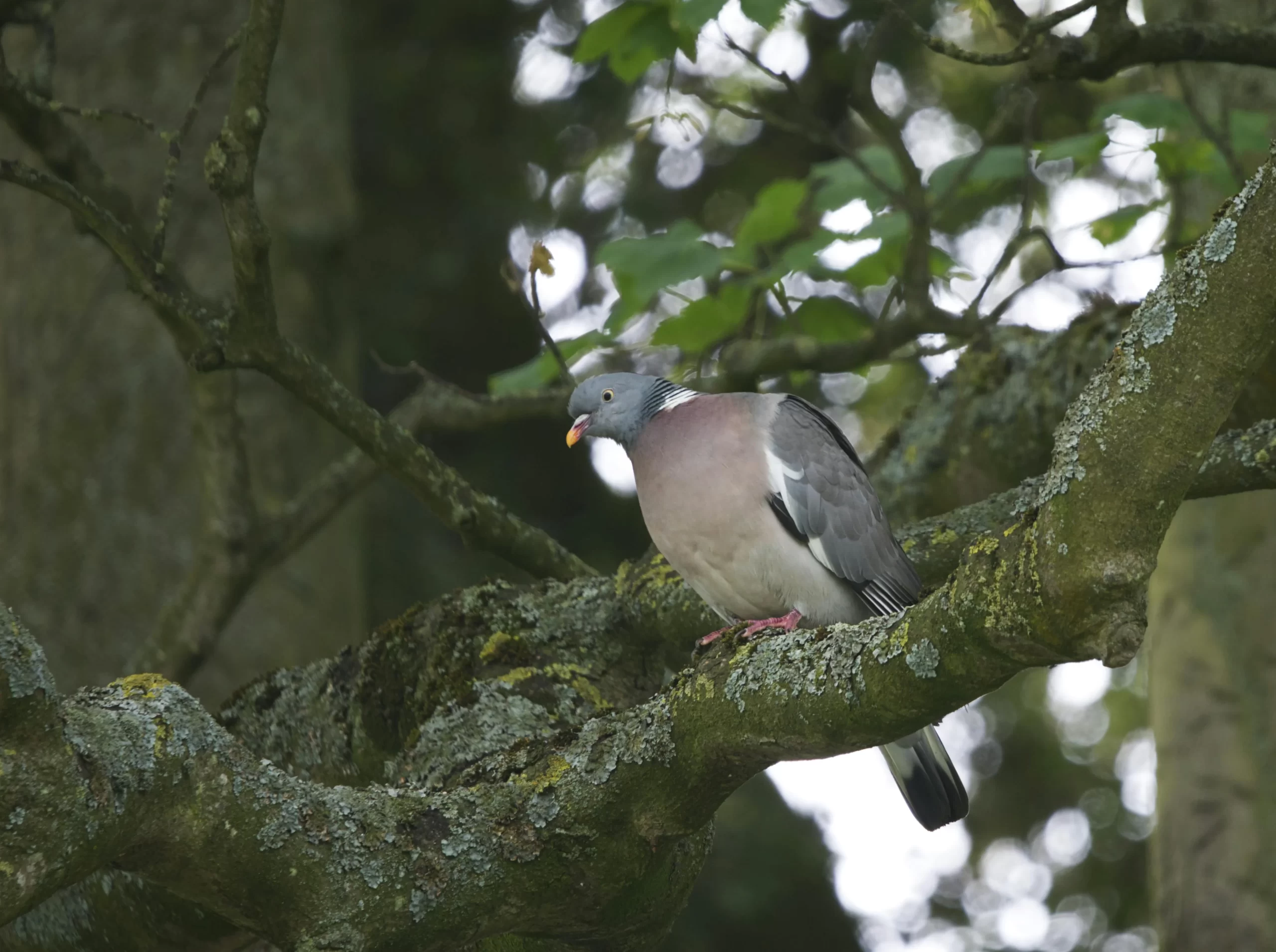 A Common Wood-Pigeon sits on a tree branch.