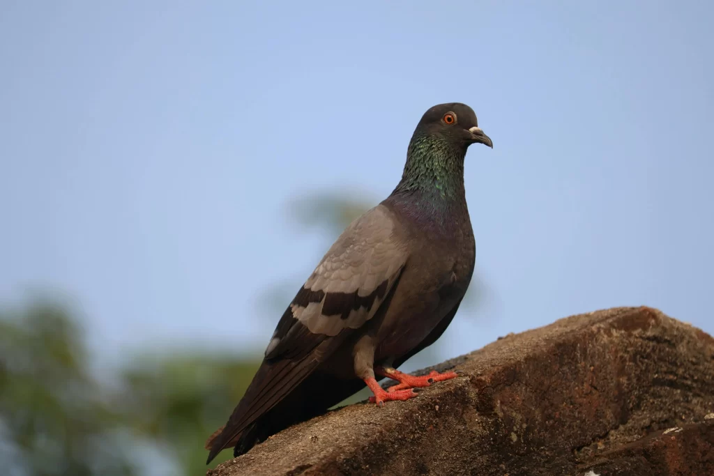 A Rock Pigeon stands on a rock.