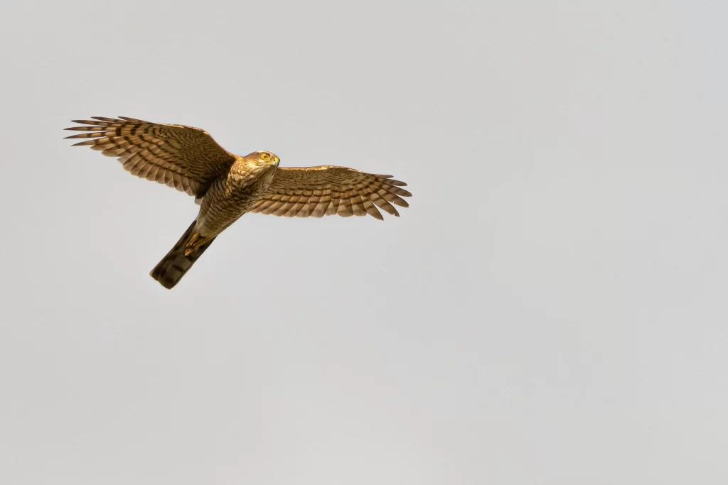 A sparrowhawk soars through the air.