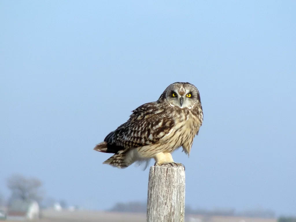 A Short-eared Owl stands on a fence post during winter.