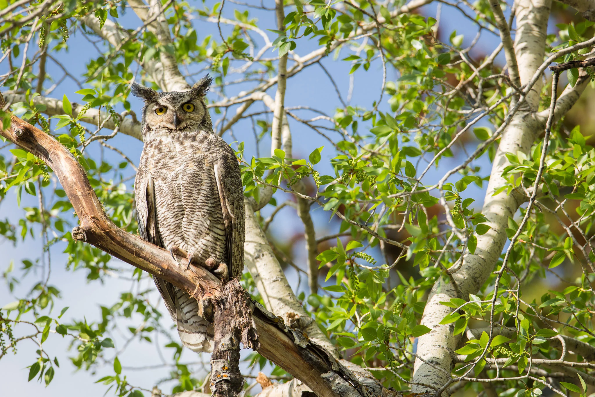 A Great Horned Owl perches on a snag. Great Horned Owls are the biggest owls in Missouri.