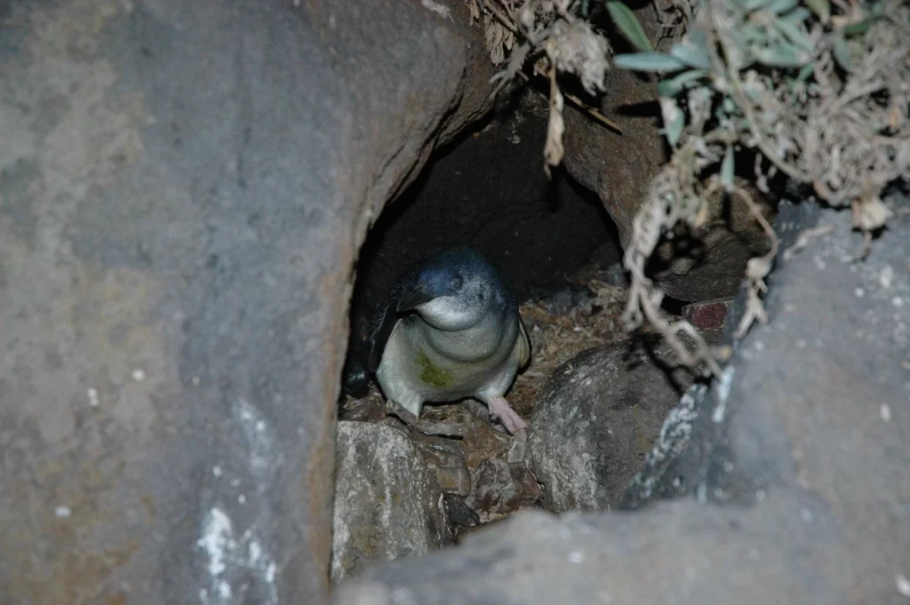 A Little Penguin shelters in a natural depression in the ground.