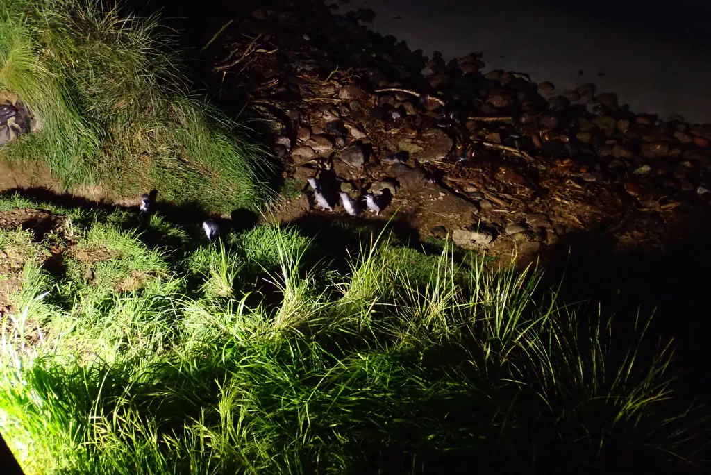 A group of Little Penguins come ashore at night.