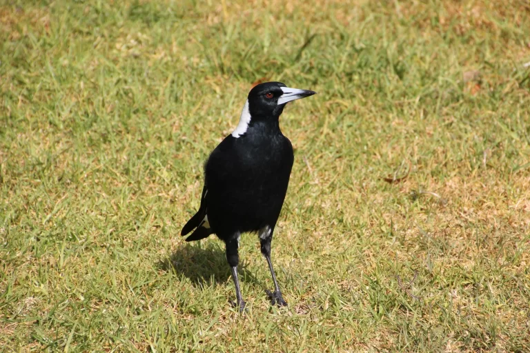 An Australian Magpie stands erect in a field of turf grass. It may look calm now, but it could be a menace during magpie swooping season.