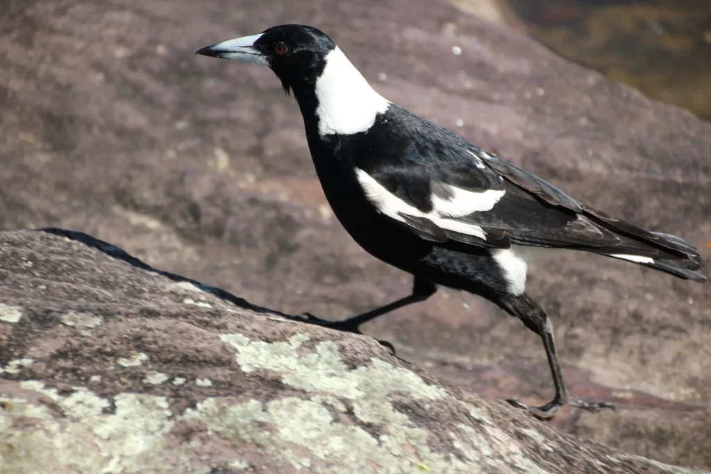 An Australian Magpie scales up a fountain.