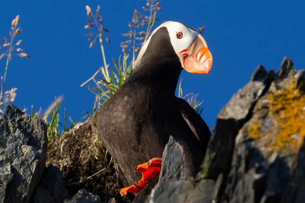 A Tufted Puffin perches on a ledge and looks below.