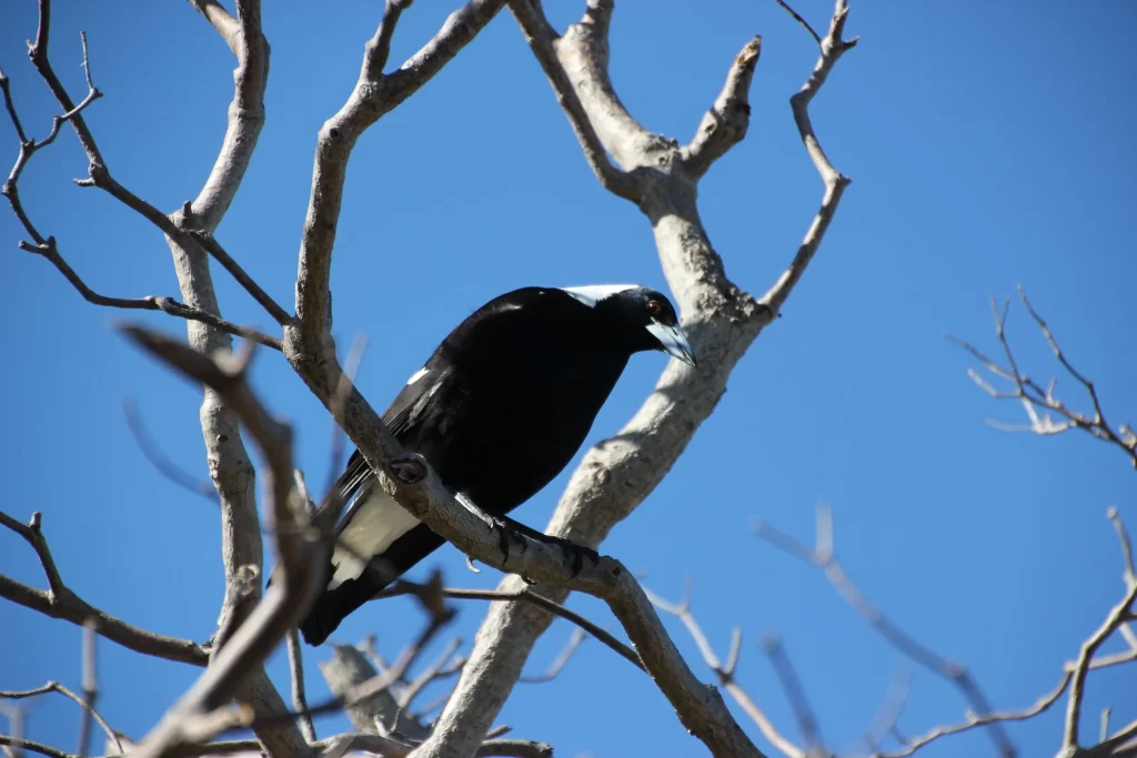 An Australian Magpie looks below from a tree.