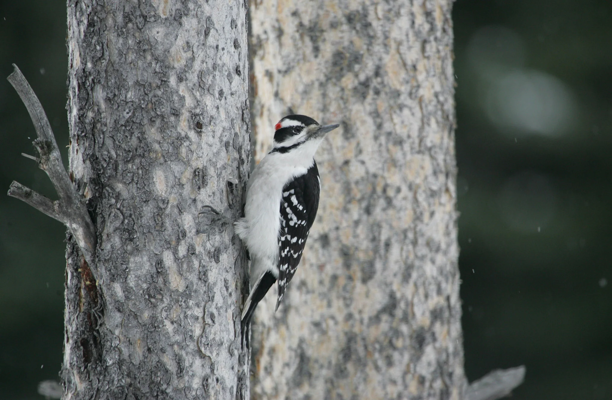 A Hairy Woodpecker clings to a coniferous tree in Yellowstone National Park.