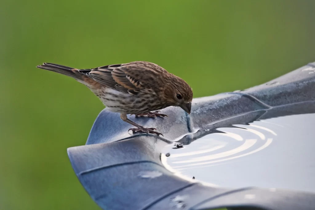 A female House Finch prepares to drink from a bird bath.