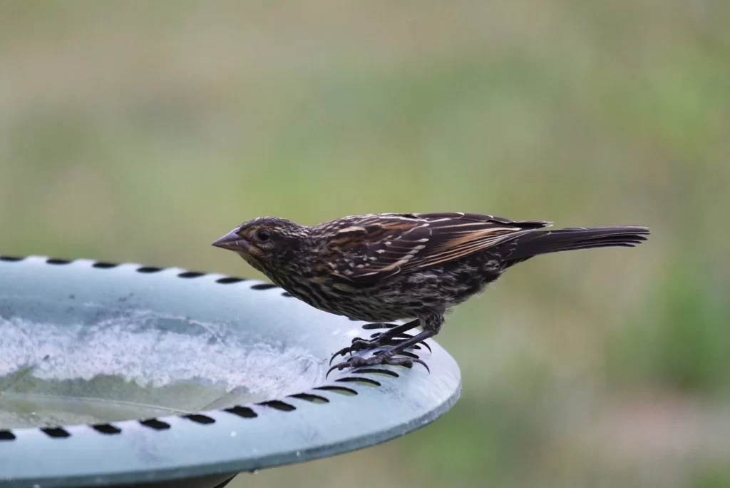 A female Red-winged Blackbird prepares to bathe in a bird bath.