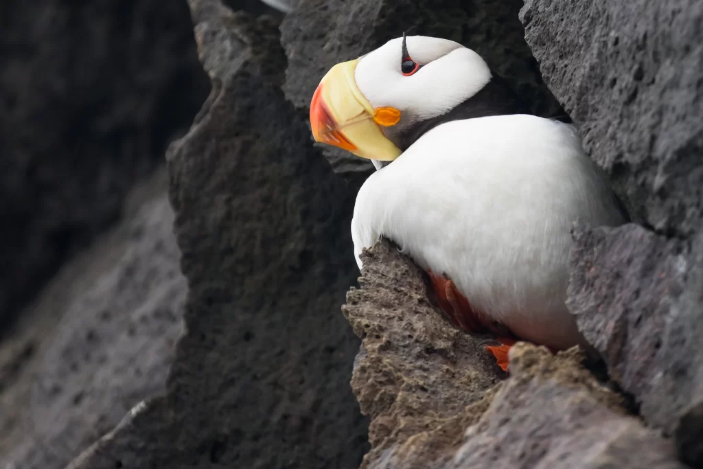 A Horned Puffin is nestled into a rocky ledge.