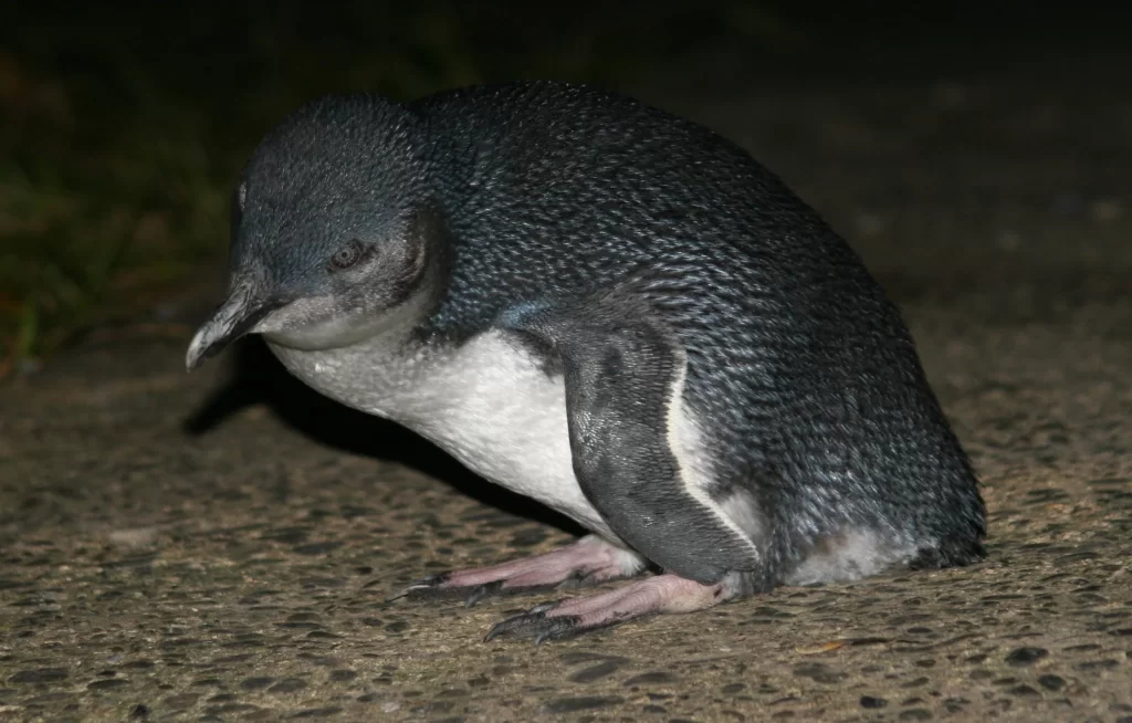 A Little Penguin is hunched over as it stands on a sidewalk at night.