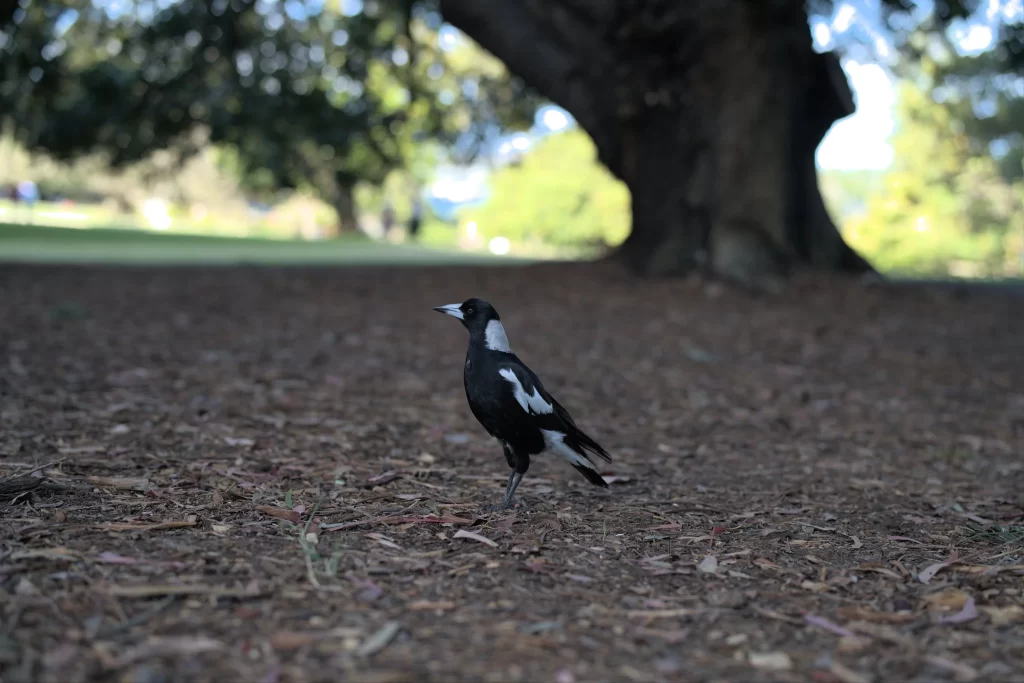 An Australian Magpie stands in a local park under a tall tree.