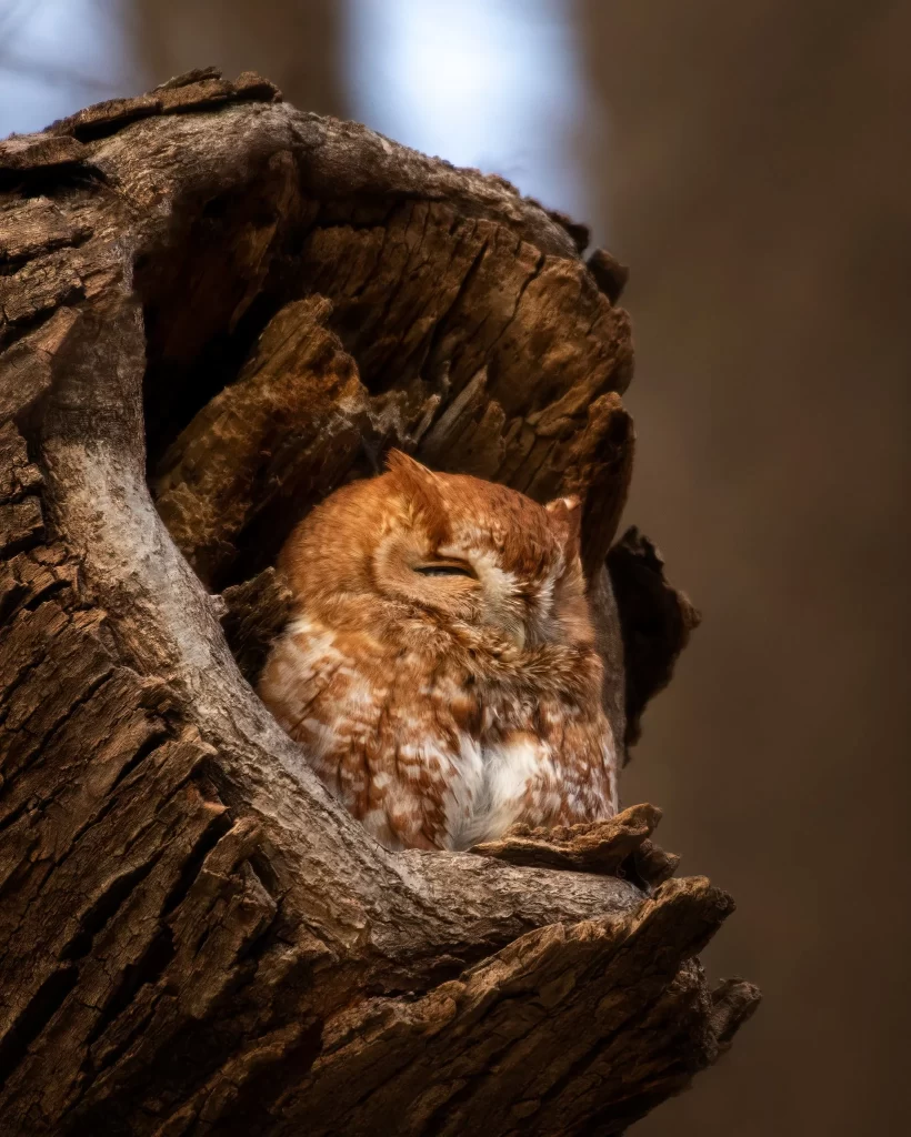 A red morph Eastern Screech-Owl rests in a tree cavity.