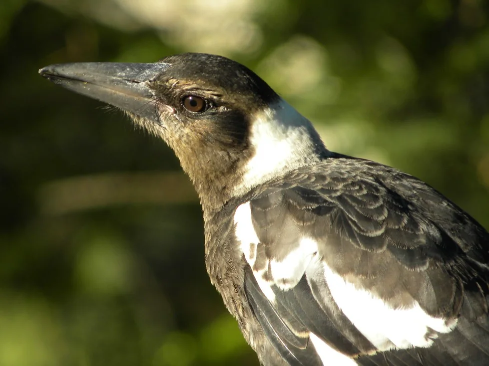 A young Australian Magpie assesses its surroundings.