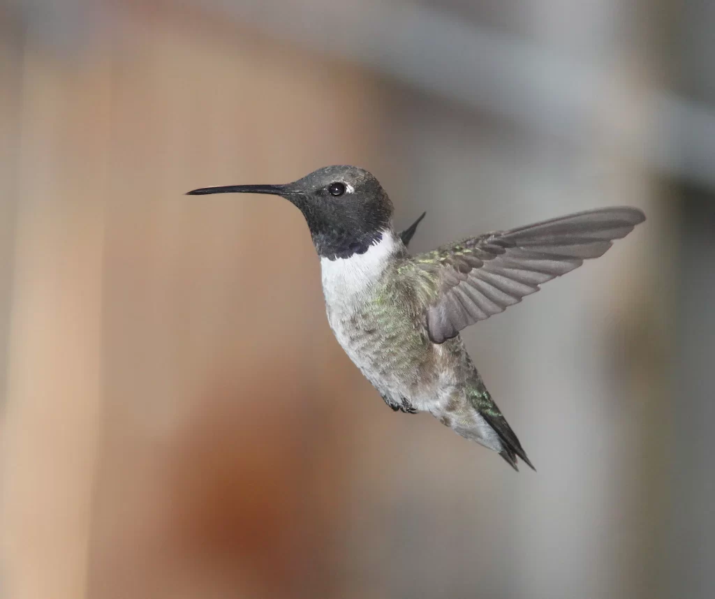 A male Black-chinned Hummingbird hovers.