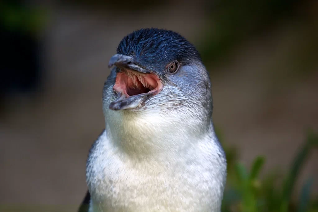 A Little Penguin opens its mouth as it utters a screech.