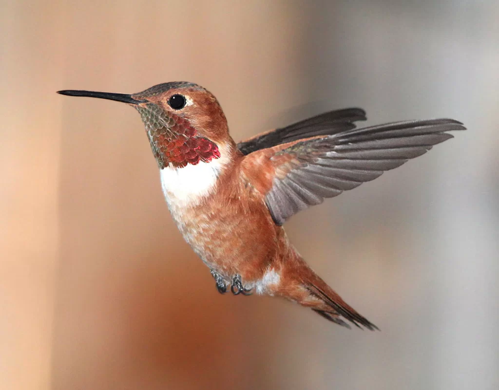 A male Rufous Hummingbird hovers.