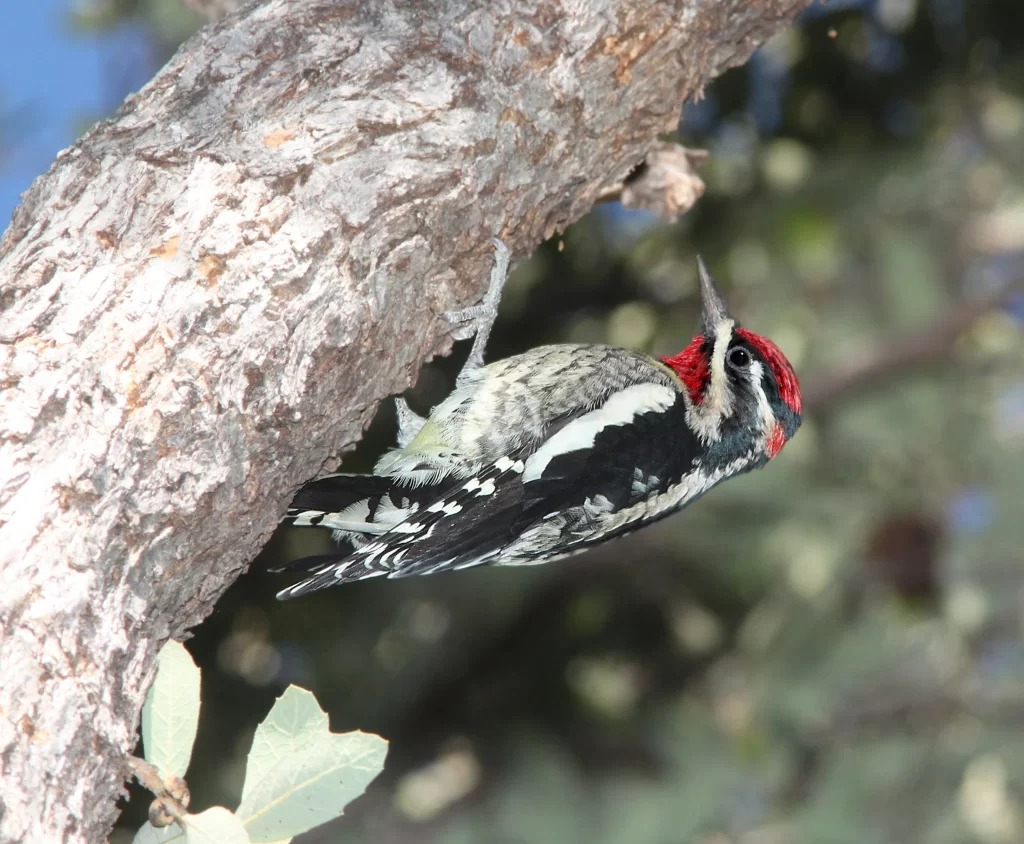 A Red-naped Sapsucker clings to the underside of a tree.