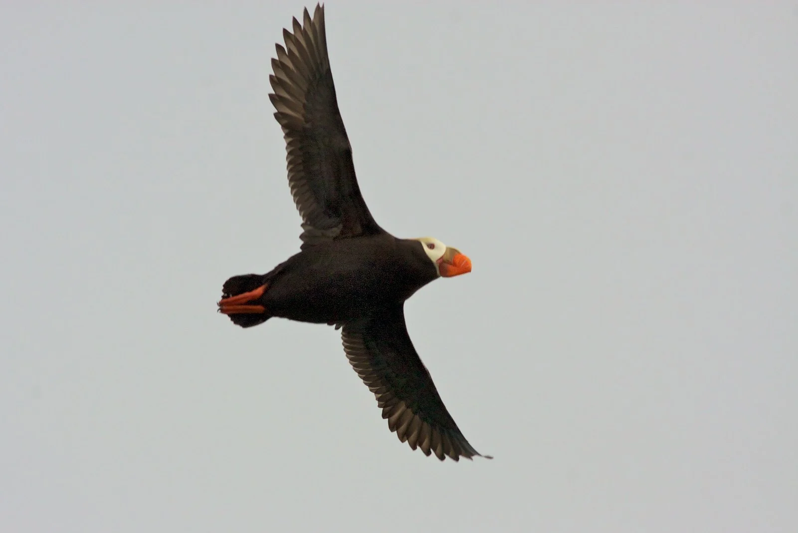 Are puffins endangered? Here, a Tufted Puffin flies through the sky.