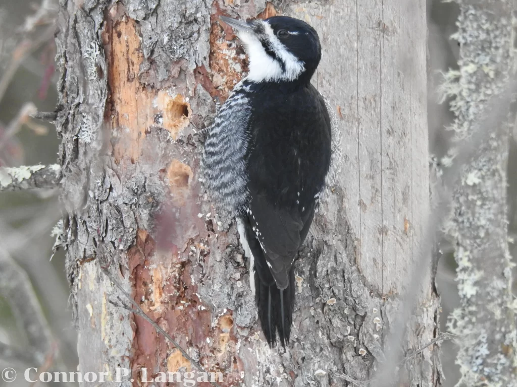 A Black-backed Woodpecker poses on a coniferous tree.