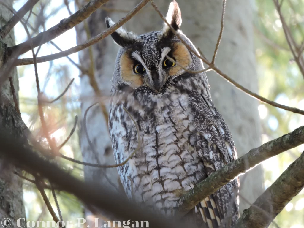 A Long-eared Owl stares through the branches of a pine tree.