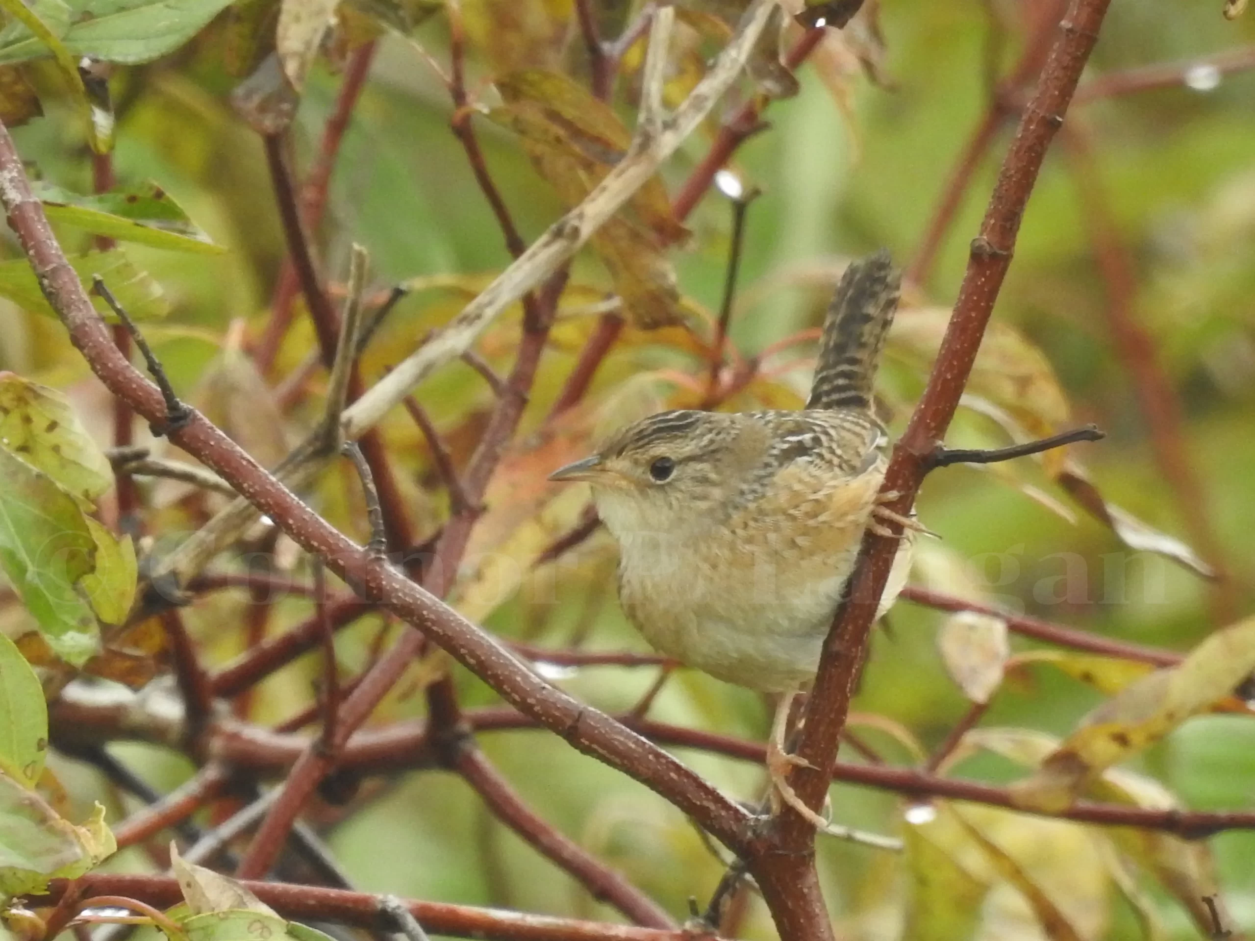 A Sedge Wren searches for food in a dogwood tree.