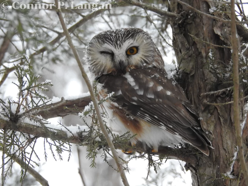 A Northern Saw-whet Owl winks as it sits in a cedar tree.