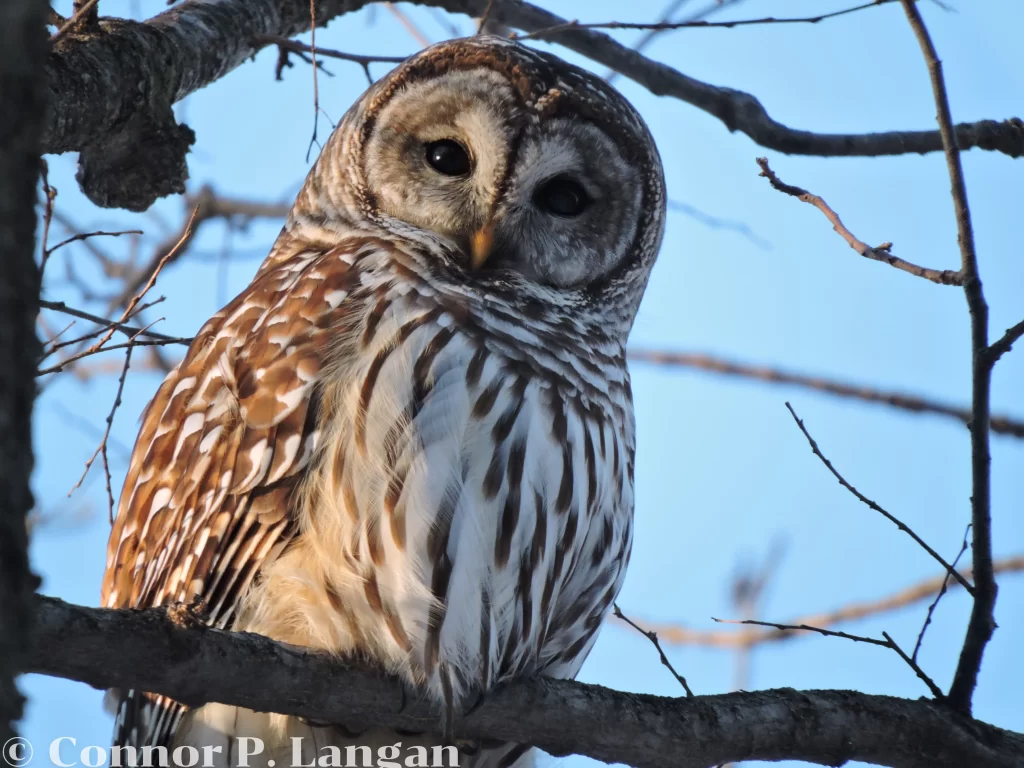 A Barred Owl looks inquisitive from its perch in a deciduous tree.